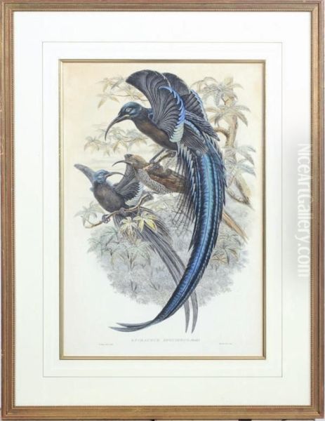 Birds Of New Guinea - view 1