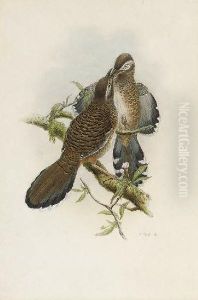 Illustrations To John Gould's
The Birds Of Asia by William Matthew Hart