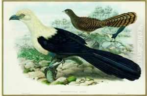 Nesocentor Milo - Solomon Islands Lark Heeled Cuckoo'