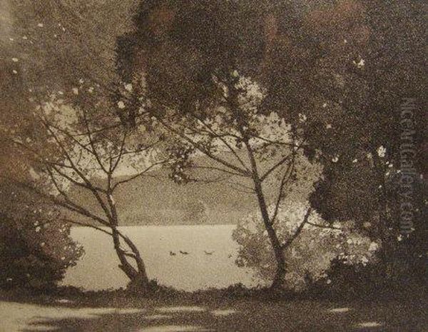 Woodland - view 1