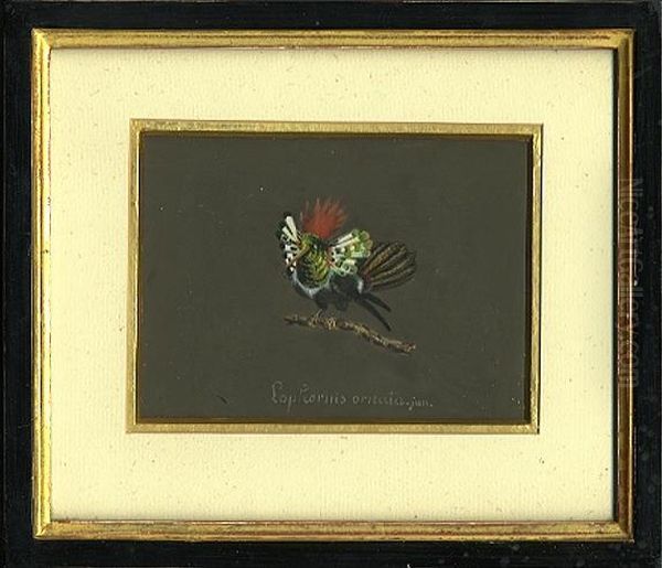 Kolibri - view 1