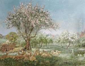 Sheep Resting In The Shade Of A Cheery Tree In Full Bloom by John Rabone Harvey