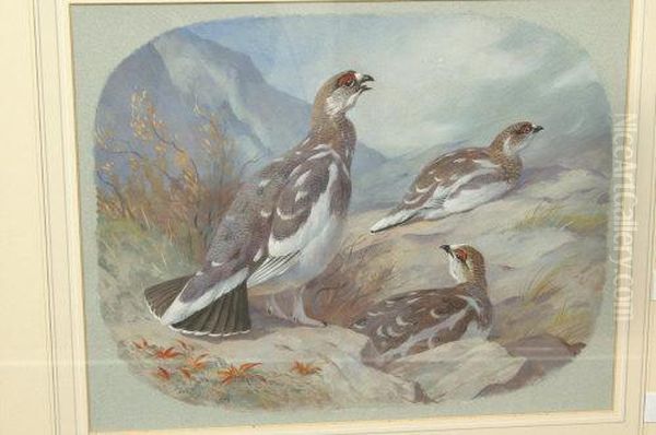 Partridges - view 1