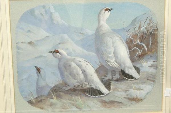 Snow Grouse - view 1