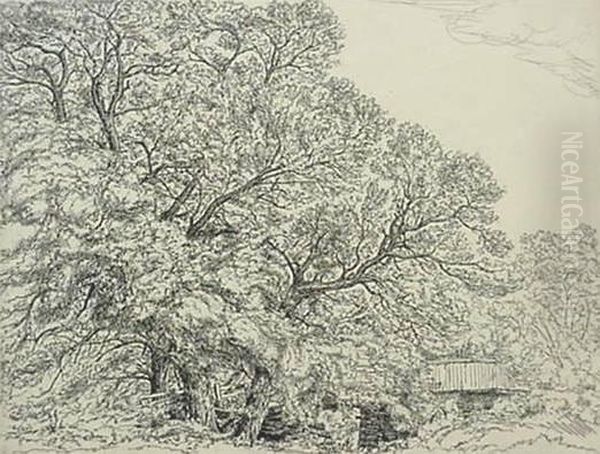 Alna Willows - view 1