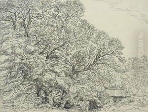 Alna Willows