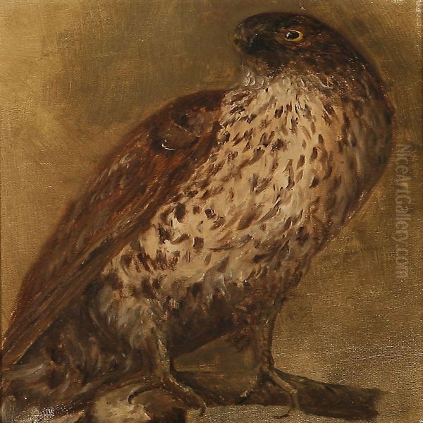 A Buzzard - view 1