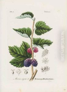 Hand-atlas Sammtlicher Medicinisch-pharmaceutischer Gewachse Oder Naturgetreue Abbildungen Und Beschreibung Der Officinellen Pflanzen Mit Berucksichtigung Aller Officiell Eingefuhrten Pharmakopoen Fur Pharmaceuten, Mediciner Und Droguisten. Herausgegeben Hand-atlas Sammtlicher Medicinisch-pharmaceutischer Gewachse Oder Naturgetreue Abbildungen Und Beschreibung Der Officinellen Pflanzen Mit Berucksichtigung Aller Officiell Eingefuhrten Pharmakopoen Fur Pharmaceuten, Mediciner Und Droguisten. Herausgegeben