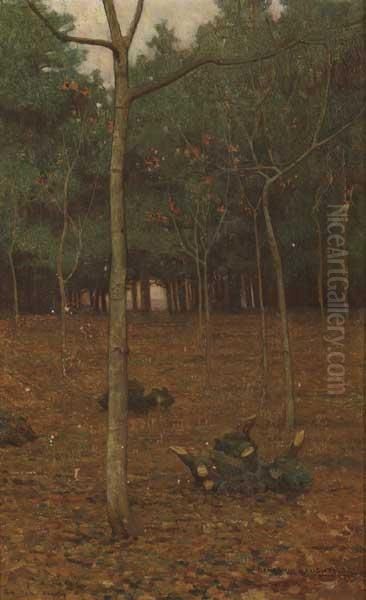 Saplings - view 1