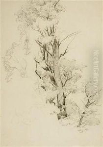 A Study Of A Tree