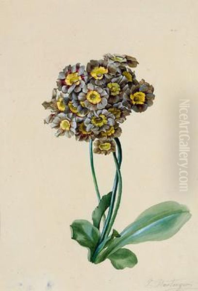 Studio Di Primula - view 1