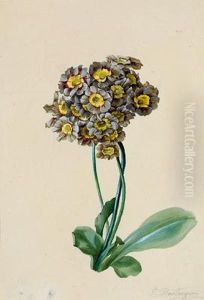 Studio Di Primula by Josef Hauzinger