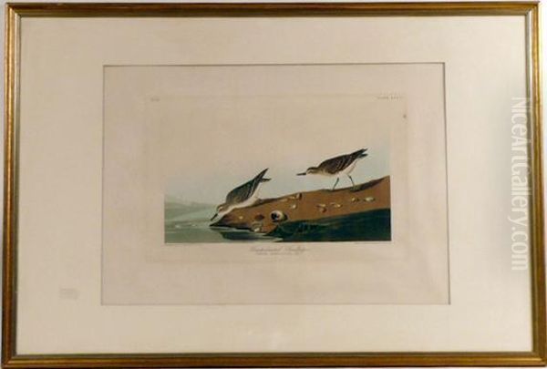 Audubon Print Semipalmated Sandpiper - view 1