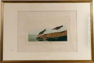 Audubon Print Semipalmated Sandpiper by Robert I Havell