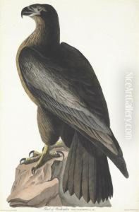 Falco Washingtonii