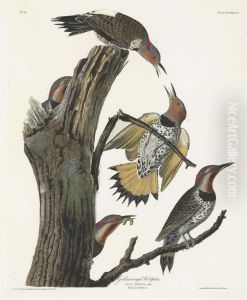 Golden-winged Woodpecker (plate Xxxvii)