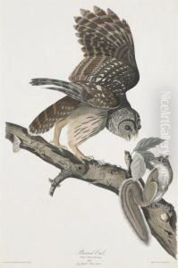 Strix Nebulosa