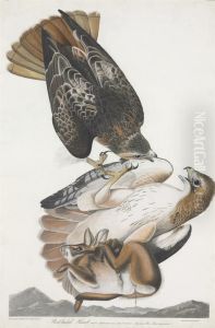 Falco Borealis