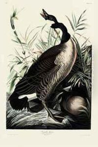 Canada Goose - Branta Canadensis by Robert Havell, Jr.