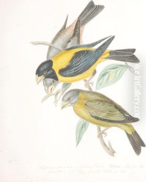 Ornithological Studies - view 1