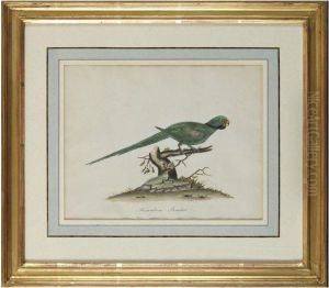 Portraits Of British And Exotic Birds by William Hayes