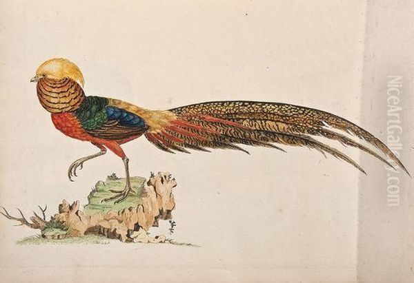 A Natural History Of British Birds - view 1