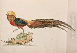 A Natural History Of British Birds by William Hayes