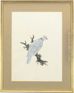 The American Dove by William Hayes