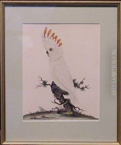 Cockatoo On A Branch by William Hayes