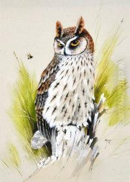 Long Eared Owl - view 1