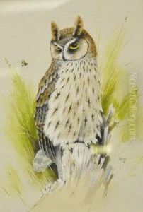 Long Eared Owl