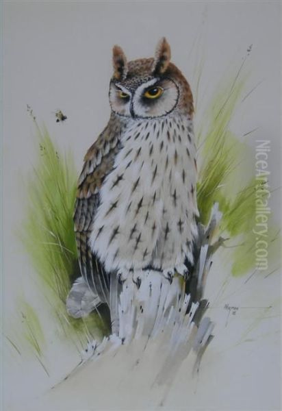 Long Earred Owl - view 1