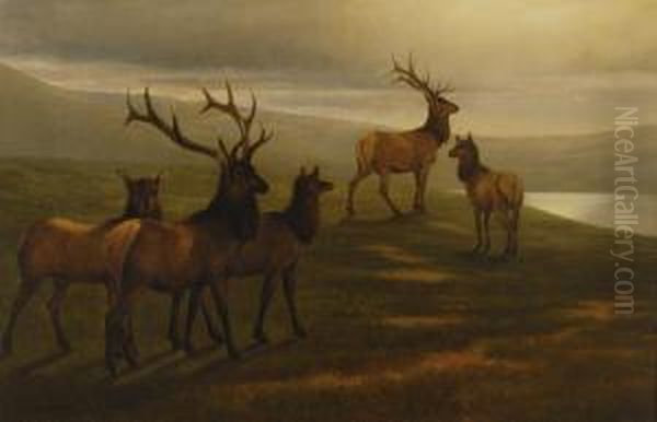American Elk - view 1