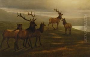 American Elk by William Jacob Hays