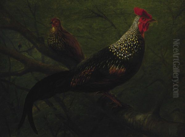 Pheasants - view 1