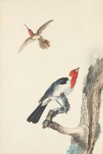 Un Colibri Et Un Rouge-gorge Pose Sur Une Branche by Jabez Heenck