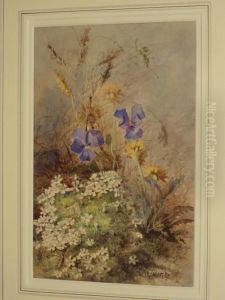 Woodland Flowers Woodland Flowers