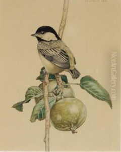 Titmouse On A Fruit Branch by Charles Emile Heil