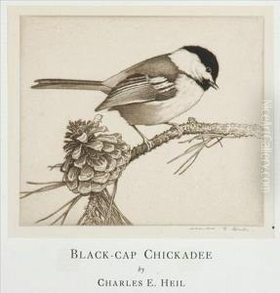 Black-cap Chickadee - view 1