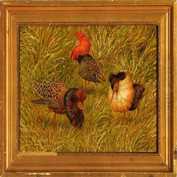 Three Ruffs On Grass - view 1