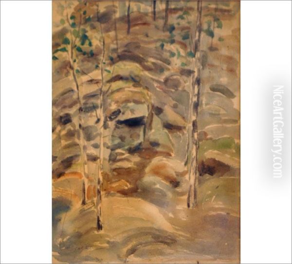 Birches - view 1