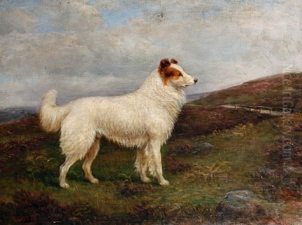 'scott', A Collie On A Moor - view 1