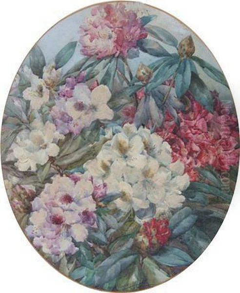 Pink And White Rhododendrons - view 1