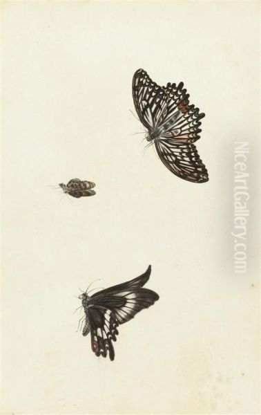 Three Butterflies - view 1
