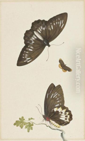 Three Butterflies - view 1