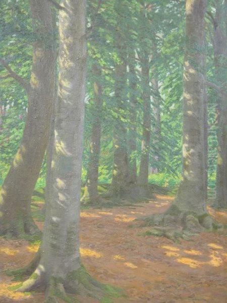 Sunlight Through Pines And Other Tree's - view 1