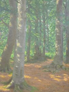 Sunlight Through Pines And Other Tree's Sunlight Through Pines And Other Tree's