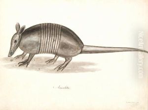 An Album Of 61 Watercolours Of Insects, Fish, Reptiles, Birds, Plants And An Armadillo by George Heriot