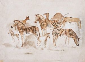 Etude De Zebres Et Antilopes