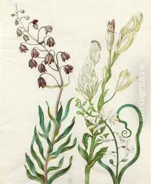 Flowers With A Ladybird, Caterpillar, Butterfly And Otherinsects - view 1